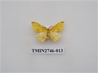 藏品(尺蛾308)的圖片